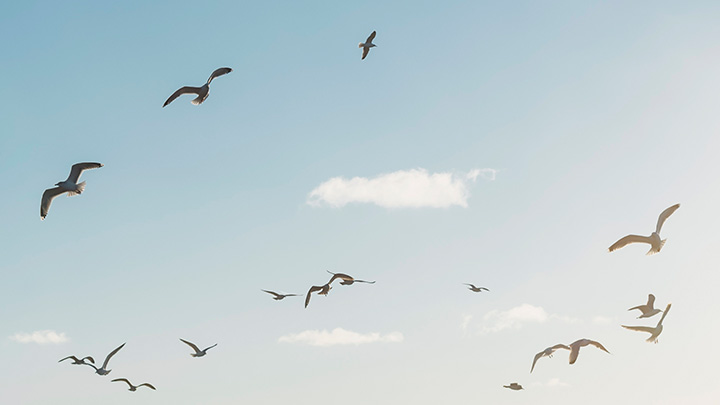 environment seagulls