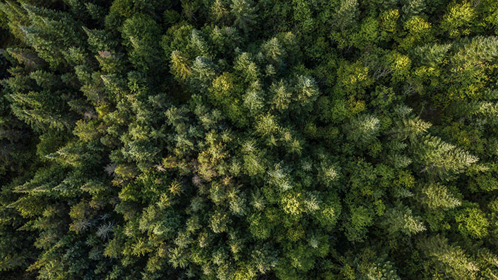 Wald von oben